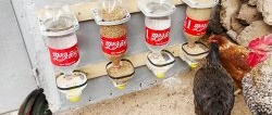 Automatic feeder with automatic drinker made of PET bottles for poultry