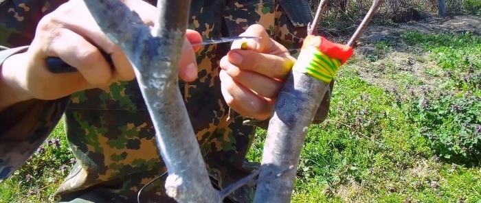 Com empeltar fàcilment un arbre amb un trepant, un mètode que sempre funciona