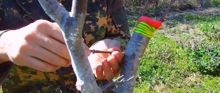 Com empeltar fàcilment un arbre amb un trepant, un mètode que sempre funciona