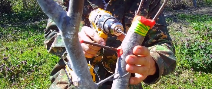 איך להשתיל בקלות עץ באמצעות מקדחה - שיטה שתמיד עובדת