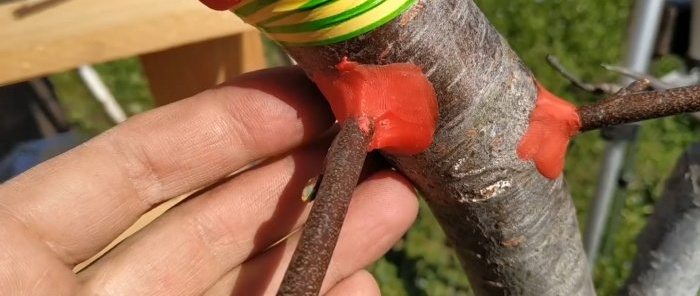 Com empeltar fàcilment un arbre amb un trepant, un mètode que sempre funciona