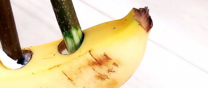 Как да покълнете резници с помощта на банан