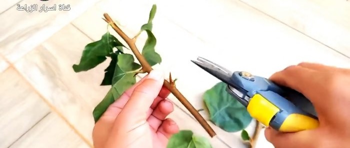 How to germinate cuttings using a banana