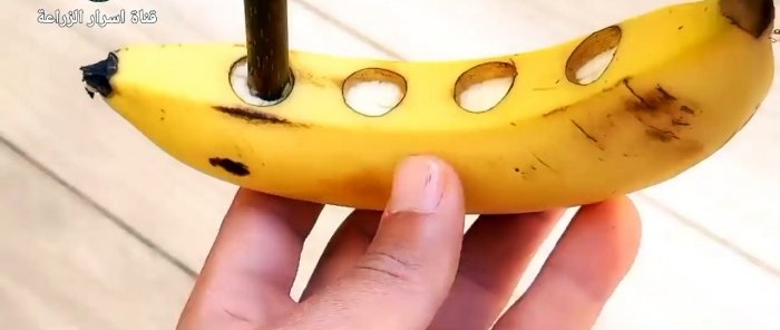 Hogyan csíráztassunk dugványokat banán segítségével
