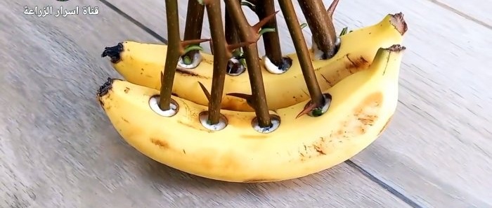 Cómo germinar esquejes usando un plátano.