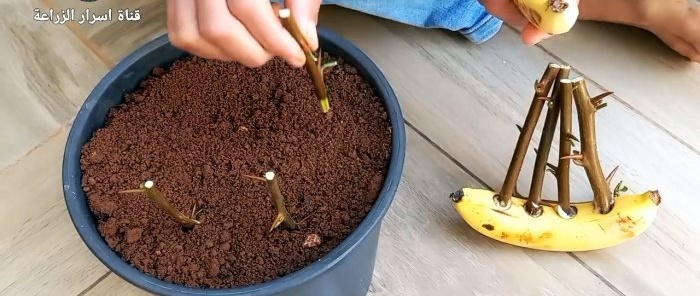 How to germinate cuttings using a banana