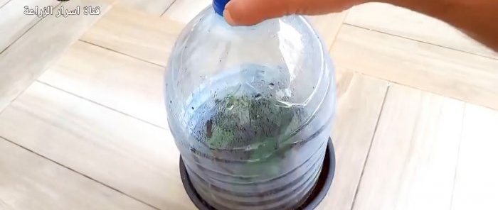 Com fer germinar esqueixos amb un plàtan