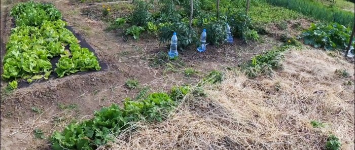 Drip irrigation system from PET bottles - will save water and increase yield