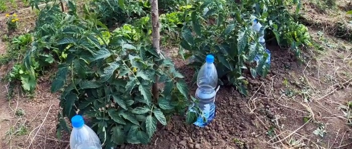 Tropfbewässerungssystem aus PET-Flaschen – spart Wasser und erhöht den Ertrag