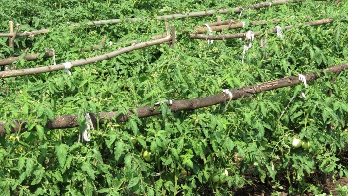 Gaano kahalaga ang pagtali ng mga kamatis para sa isang malaking ani at kung paano ito gagawin nang tama