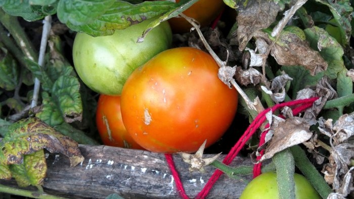 Колко важно е да вържете домати за голяма реколта и как да го направите правилно
