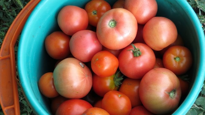 Betapa pentingnya mengikat tomato untuk penuaian yang besar dan bagaimana untuk melakukannya dengan betul