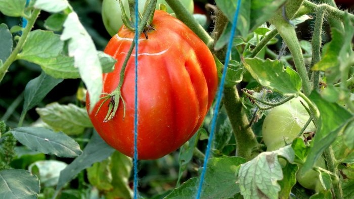 How important is it to tie tomatoes for a large harvest and how to do it correctly