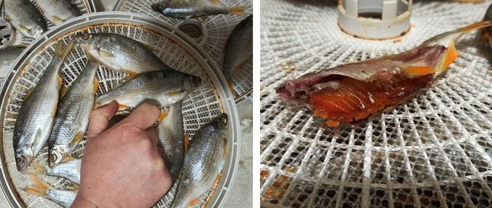 Uma maneira simples de salgar e secar peixe em uma secadora elétrica