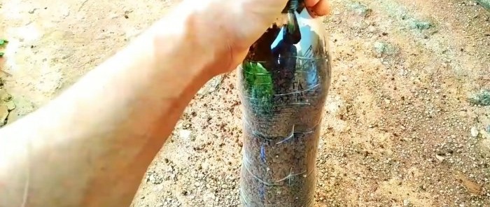 שיטה פשוטה להנבטת מספר רב של ייחורים בבקבוק