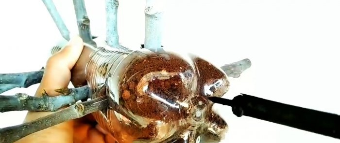 En forenklet metode til at spire et stort antal stiklinger i en flaske