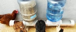 Máng ăn “bền lâu” cho gia cầm làm bằng ống nhựa PVC