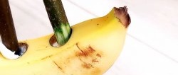 Como germinar mudas rapidamente usando uma banana