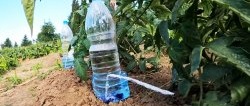 Drip irrigation system from PET bottles - will save water and energy for watering, increase the yield
