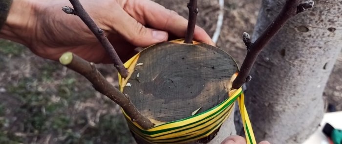 How to graft an apple tree on a thick scion in spring