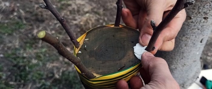 Com empeltar una pomera en un descendent gruixut a la primavera