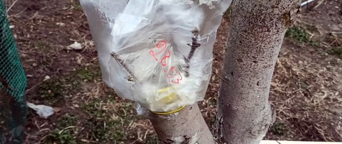 Как да присадите ябълково дърво на дебела издънка през пролетта