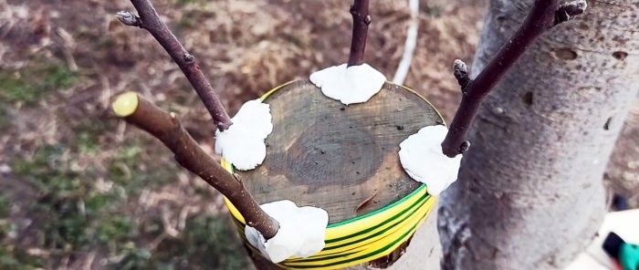 How to graft an apple tree on a thick scion in spring