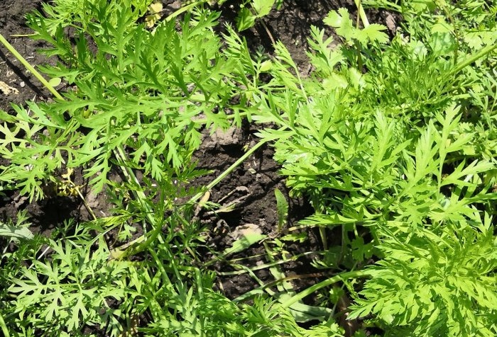 How to make planting carrots much easier with toilet paper