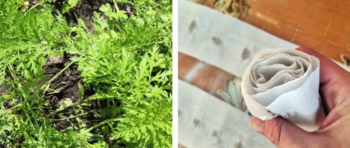 Comment faciliter la plantation des carottes avec du papier toilette