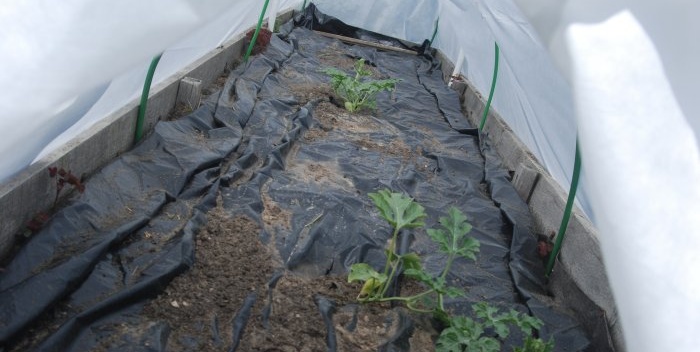 كيفية زراعة البطيخ في وسط روسيا
