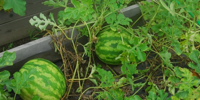 Hvordan man dyrker vandmelon i det centrale Rusland