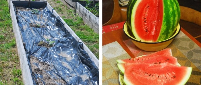 Hvordan dyrke vannmelon i sentrale Russland