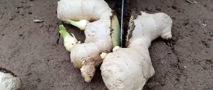 Com cultivar gingebre casolà a partir dels comprats a la botiga i oblidar-se dels comprats a la botiga per molts diners