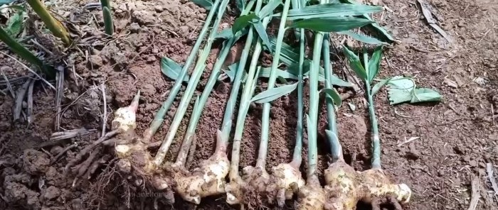 How to grow homemade ginger from store-bought ones and forget about store-bought ones for a lot of money