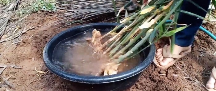 How to grow homemade ginger from store-bought ones and forget about store-bought ones for a lot of money