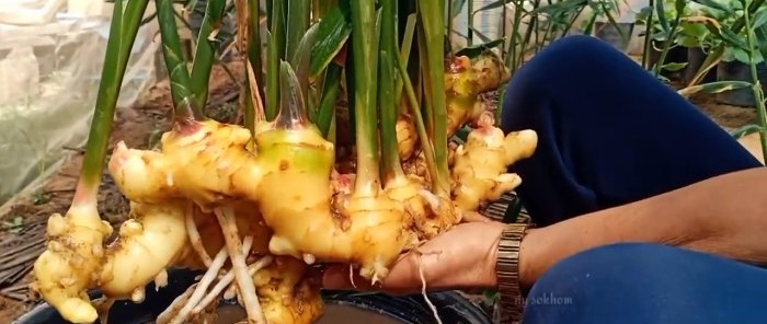 How to grow homemade ginger from store-bought ones and forget about store-bought ones for a lot of money