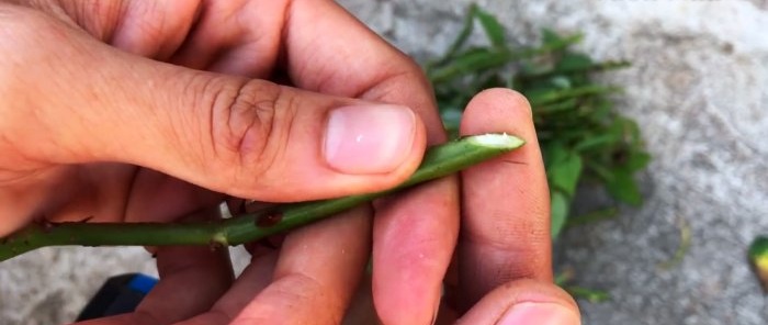 Propagazione di massa delle rose nella sabbia nel modo più semplice