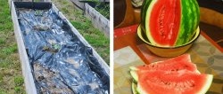 วิธีปลูกแตงโมในภาคกลางของรัสเซีย