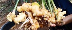 How to grow homemade ginger from store-bought ones and forget about store-bought ones for a lot of money