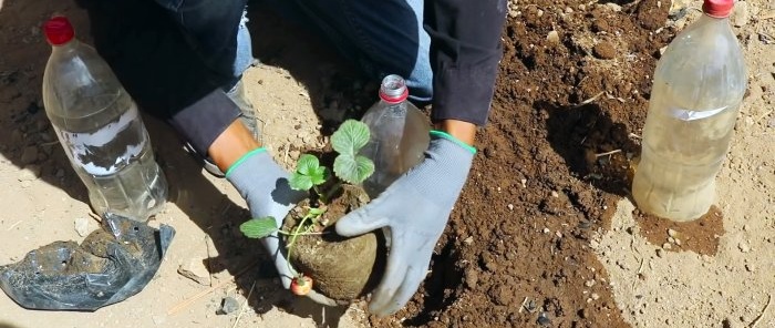 Come effettuare l'irrigazione radicale delle piante da una bottiglia in PET