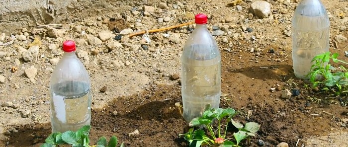 Как да направите кореново поливане на растения от PET бутилка