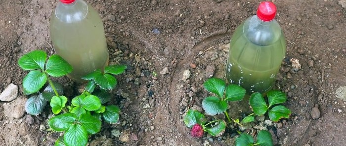 Como fazer rega de raízes de plantas a partir de garrafa PET