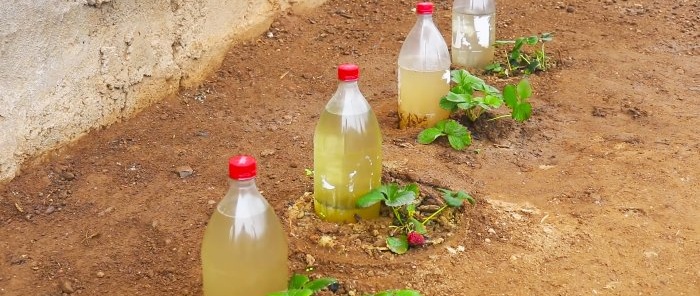 How to make root watering of plants from a PET bottle