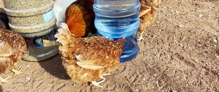 איך להכין שתייה ומאכילה אוטומטית עמידה לעופות מבקבוקי PET