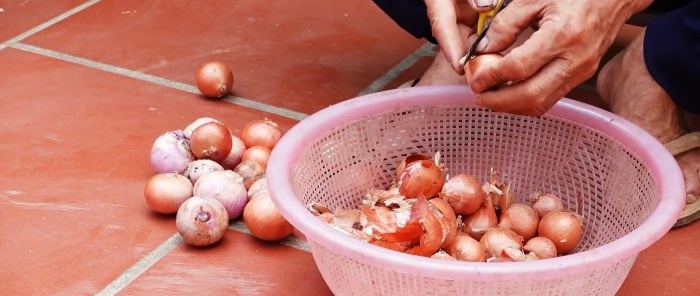 Πώς να καλλιεργήσετε πράσινα κρεμμύδια χωρίς χώμα σε ένα διαμέρισμα της πόλης