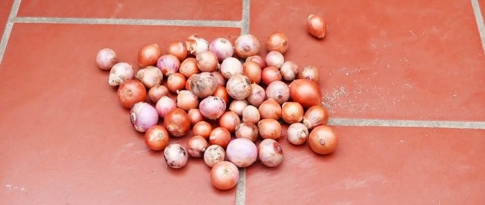 Come coltivare cipolle verdi senza terra in un appartamento di città