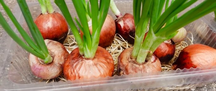 Come coltivare cipolle verdi senza terra in un appartamento di città