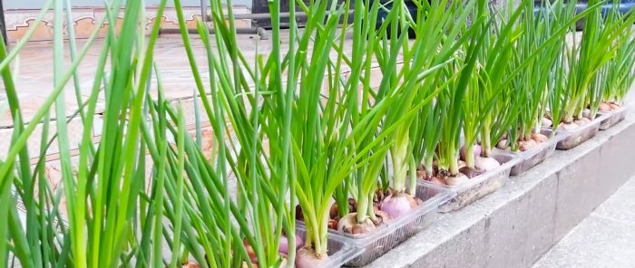 Cómo cultivar cebollas verdes sin tierra en un apartamento de la ciudad.