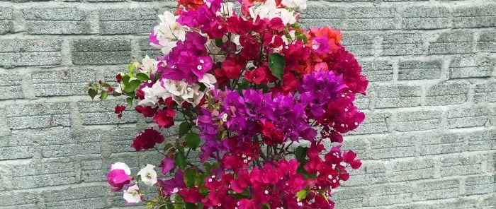 How to grow 5 colorful flowers on one bush