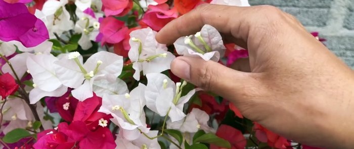 Jak vypěstovat 5 barevných květin na jednom keři
